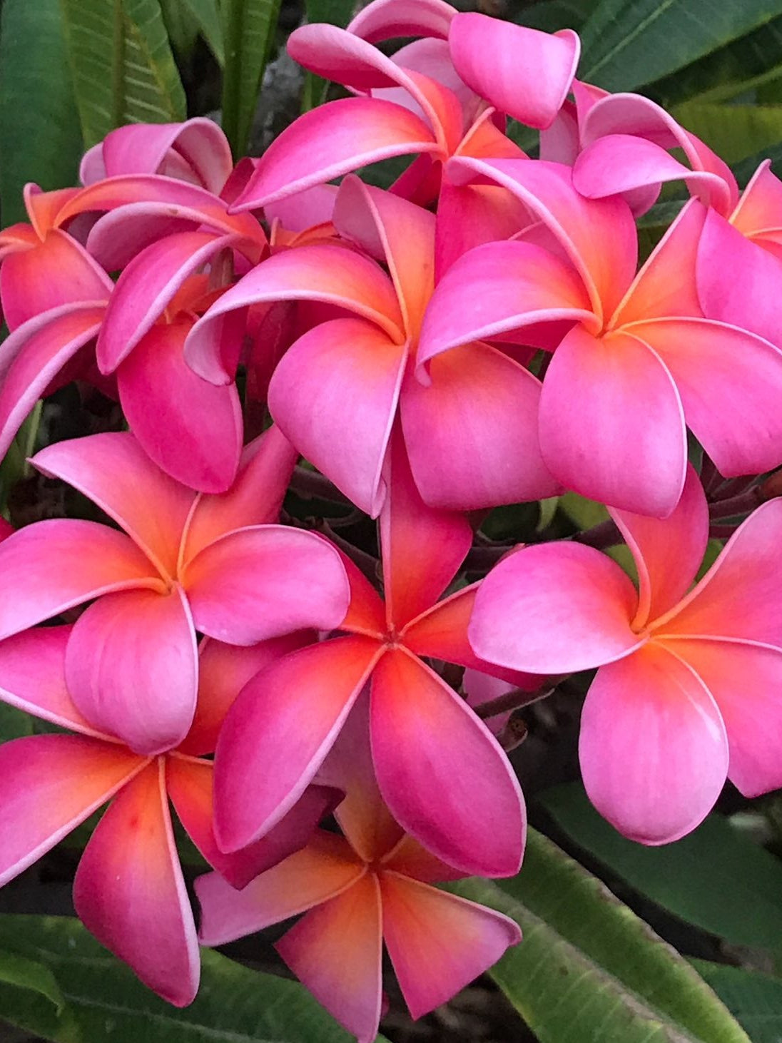A close-up cluster of bright pink plumeria flowers with orange-yellow centers, surrounded by green leaves.